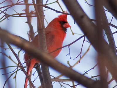 He was singing, not just chirping, as if he had a secret.