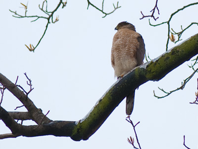 Looks like he`ll be eating a frozen dinner tonight.