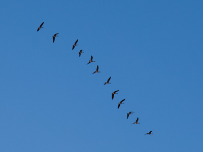 They were flying north.  Maybe the jogger was right.