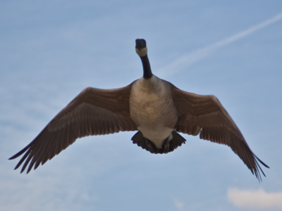 After being nearly run down by a car in the previous photo, here I was almost knocked over by a low-altitude goose.