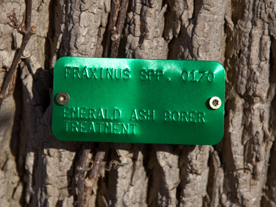 HATE emerald ash borer!