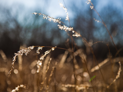 I tell people in my photography workshops not to take pictures facing the sun.  Hopefully they don`t listen to me.