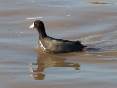 The coot couple are still in town (see February 17, 2011).  They`re not ducks and thus they don`t have webbed feet, so swimming seemed to be very difficult for them.