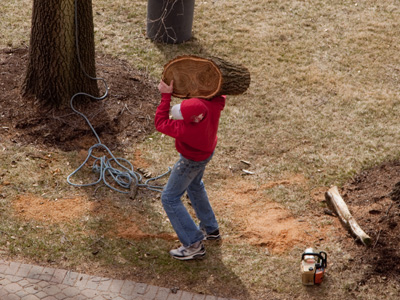 As heavy tree branches fell from the sky, a crew on the ground worked without helmets or any safety equipment.