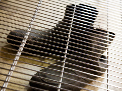 One by itself:  a galosh.