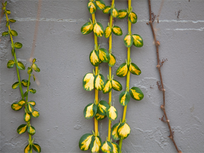 It COULD be ugly and colorless, but it`s not.  That`s nice.