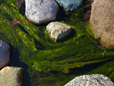 Invasion of the green slime.