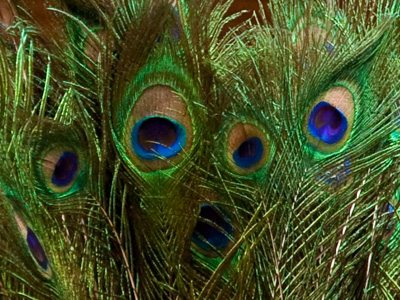 Has there ever been a shy peacock?