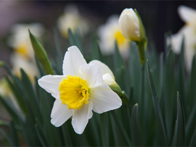 This yard also had the first tulips of the year, but to take a picture of them I would have had to trespass.