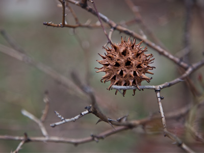 If I had moved an inch to the right or the left, this seedling would have lost that subtle glowing light around its edges.