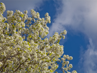 Blossoming trees:  blink and you`ll miss them.