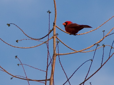 Cardinals are easily spooked, so when taking pictures it`s usually one and done.
