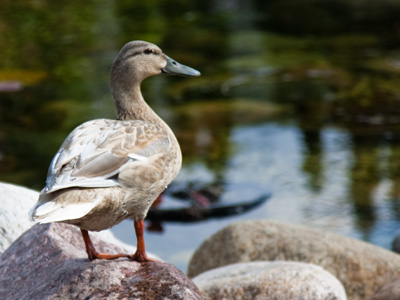 Why a duck?  GROUCHO MARX