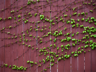 Back alley wilderness.