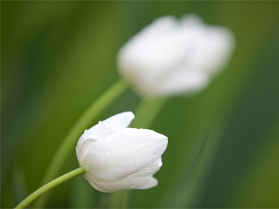 My flower photos look different this year, and I`m glad.