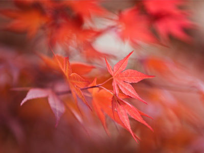 What I can do when I feel like carrying my big, heavy lens around the neighborhood.