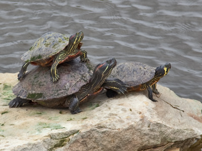 I would say they were sunning themselves, but there was no sun.