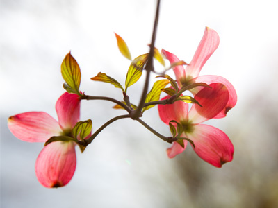 Beneath the blossoms.