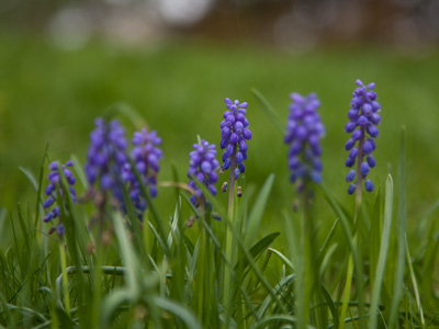 I`ve fallen and I can get up!