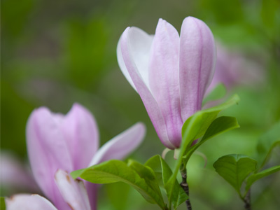 I wait 49 weeks to see blossoms like this for 3 weeks.