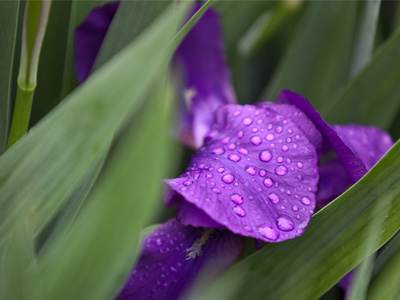 Due to another disappointing encounter with a dance group (read the captions on April 28, 2011) I once again have to settle for taking pictures of anything I can find.