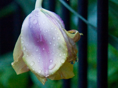 Nearly any picture, no matter how dull, can be made more interesting by showing close detail (especially droplets).