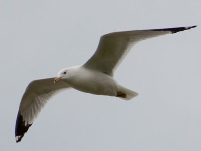 It`s a bird!  It`s a plane!  Well, no, it`s a bird.