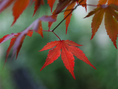 Embarking on another walk to the post office, I wonder if it`s wise to carry my camera, since an Oregon District resident was mugged in front of my house last night.