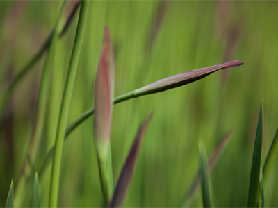 My specialty:  a picture of nothing.