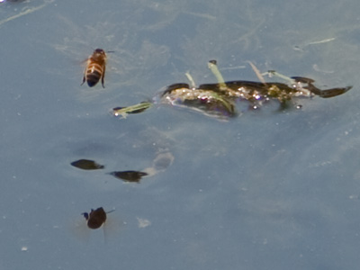 Wave-riding honeybee.