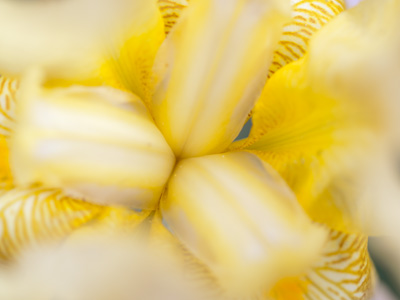 The sky was dreary but the garden was colorful.