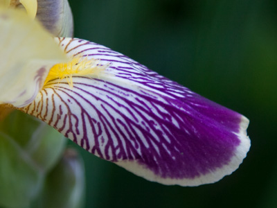 The color pattern is as unique as a fingerprint.