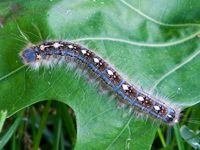 The little guy probably wondered why he kept crawling over the same leaf.  Because it looks better in a photo.