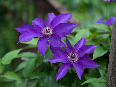 It has a friend now (see May 16 above).