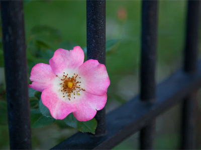 It`s too dark to take pictures outside, but by putting my elbow on the iron fence, I can hold the camera steady.