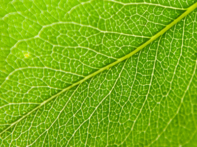 With this sunlit leaf, I begin my EIGHTH year of taking photos every day.