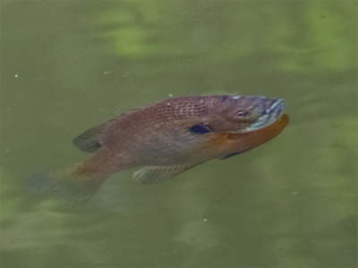 Seeing how the other half lives.