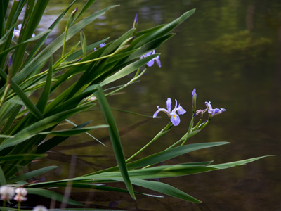 I don`t ALWAYS shoot flowers close up.