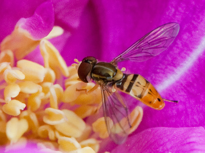 It was just waking up and had no desire to move.  But then a bigger bee landed on this flower and sent it flying away.