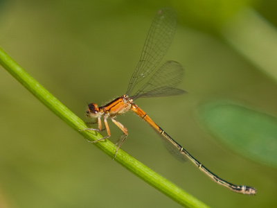 It seems whenever I have the big lens on my camera, I see something small that I want to shoot.  With the little lens on, then there`s usually something far away I want to shoot.