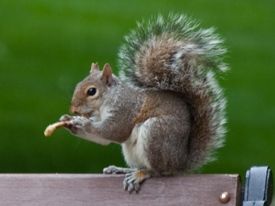 Hairy rodent eating garbage:  awww, so cute!!
