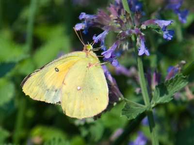 There are very few butterflies around this year.