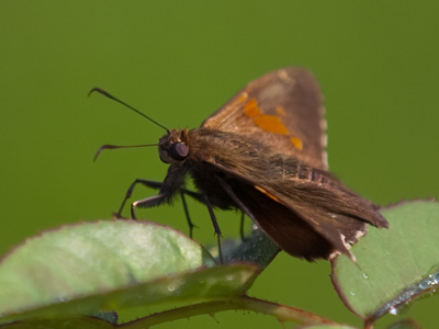 As usual, I had the wrong lens on when this guy appeared.  Oh, for the good old days when I owned only ONE lens.