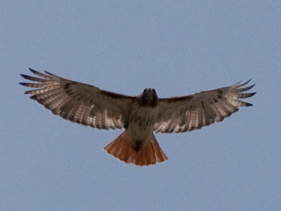 Watching for chipmunks.
