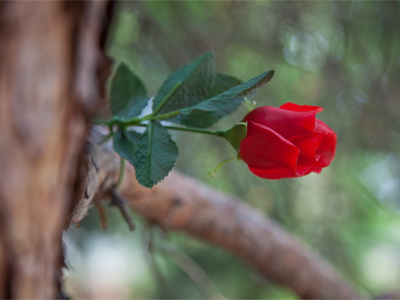 Fake rose on a pine tree.  There`s a story here.