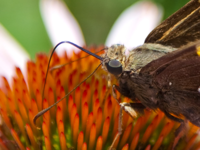 Did you know you can drink a flower?
