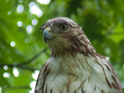 Perched on a low branch, I think he was just trying to dry out.  The beak is fearsome, and there are sharp talons to go along with it, so I took a photo and then backed away.