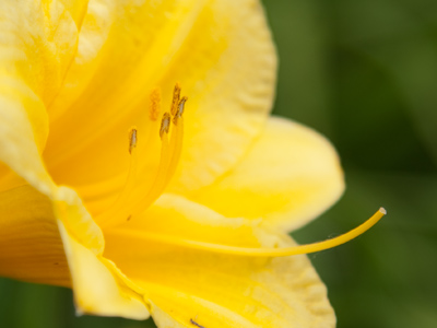 This says `come hither` to passing bees and butterflies.