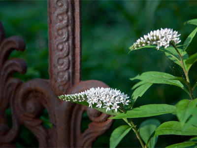 Evening falls on Jackson Street.
