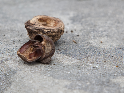 Our garbage cans offer an endless buffet, but squirrels still eat nuts every now and then just to keep their teeth sharp.